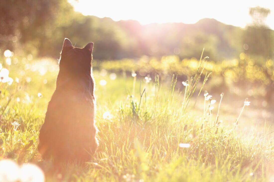 Cat in Field