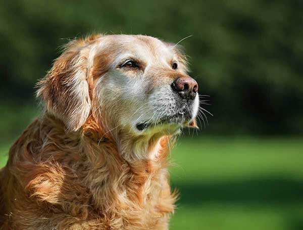 Old dog in a field Old dog in a field