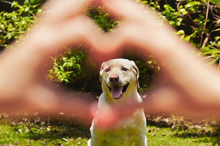 Pet Memorials